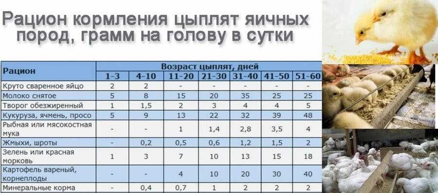 Сколько варить домашнюю курицу (для бульона, кусочками)? | whattimes.ru