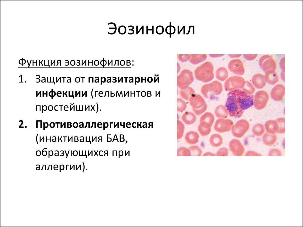 Эозинофилы – какова их роль в организме?