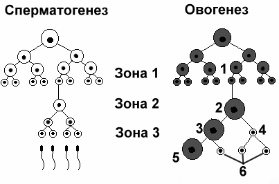 Схема какого процесса представлена на рисунке