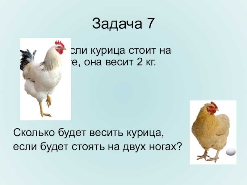 Вес бройлера по дням: таблица роста и веса, сколько должен весить?