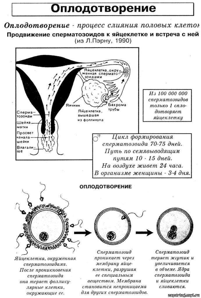 Что показывает сниженный овариальный резерв яичников