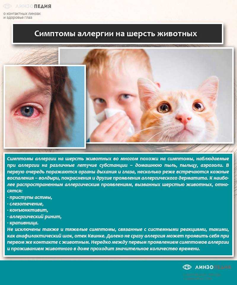 Аллергия на животных: симптомы, лечение