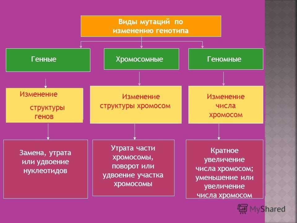 Сопоставьте рисунки и названия хромосомных мутаций