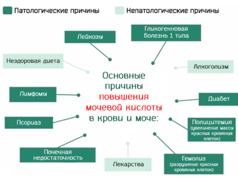 Мочевая кислота в сыворотке: исследования в лаборатории kdlmed