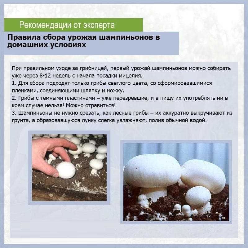Как чистить шампиньоны и нужно ли это делать?