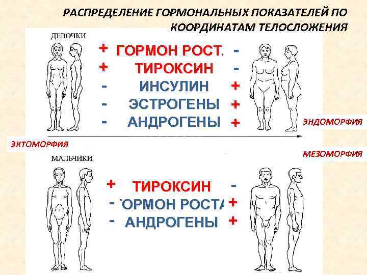 Тип половой конституции