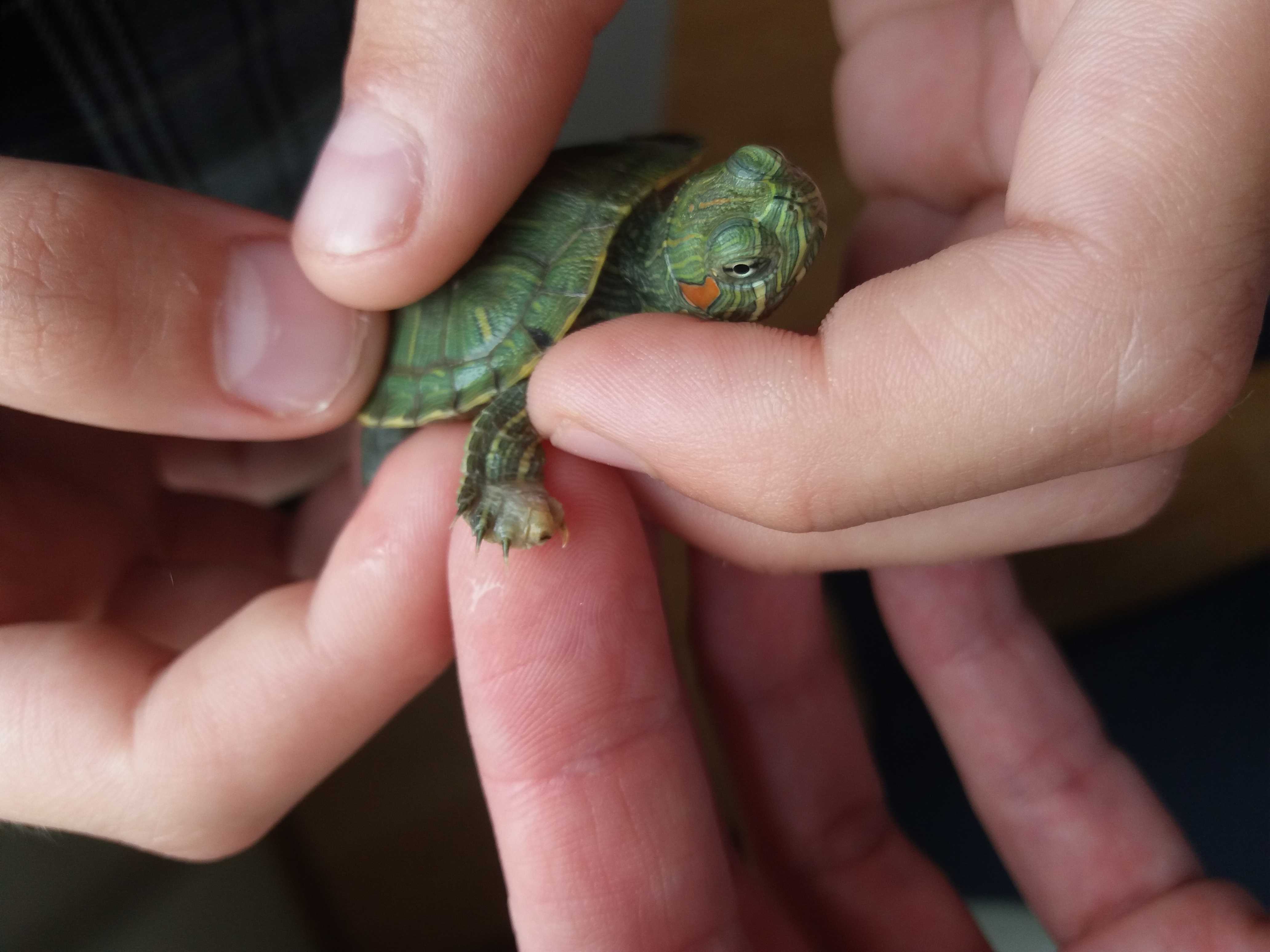Болезни сухопутных черепах | блог ветклиники "беланта"