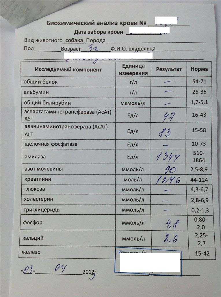 Креатинин в крови и моче: норма и патология, причины отклонений в анализах
