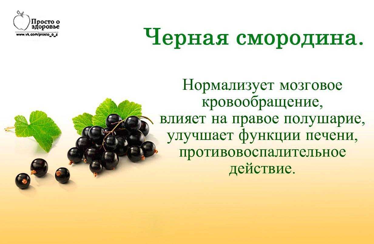 Чем полезна смородина черная: состав, свойства, как применять