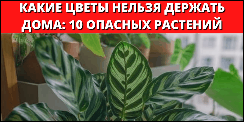 Какие цветы нельзя держать дома: 15 вредных комнатных растений