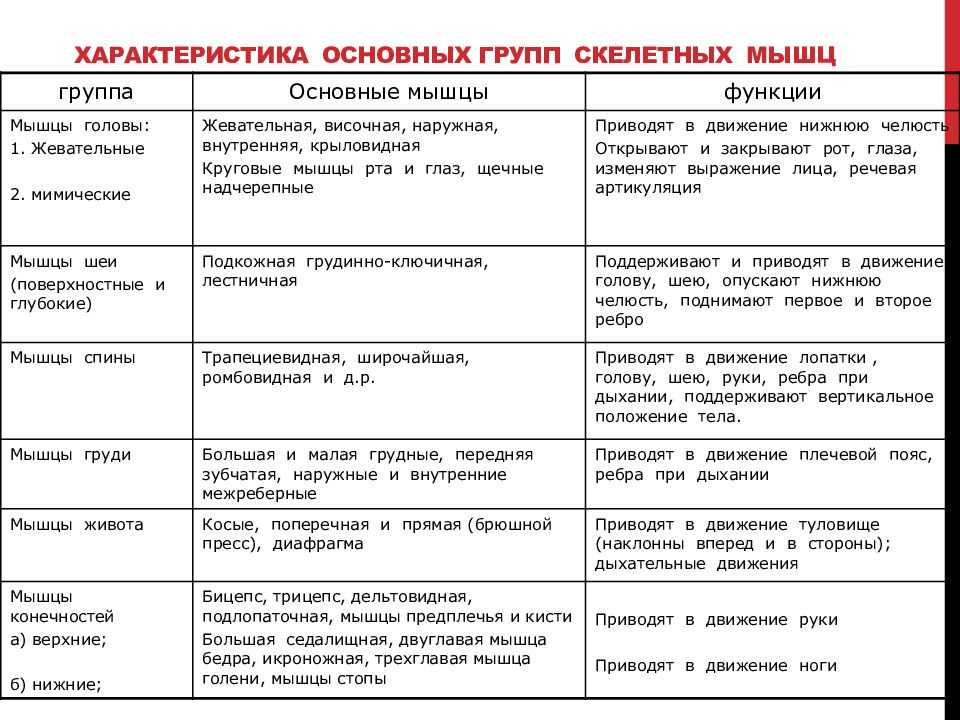 Гипофиз в организме человека