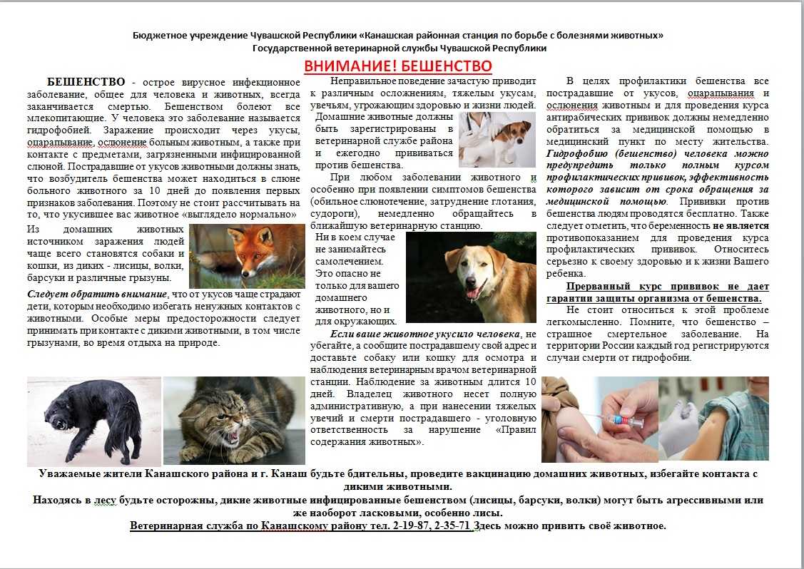 Укус кошки — опасно ли это?