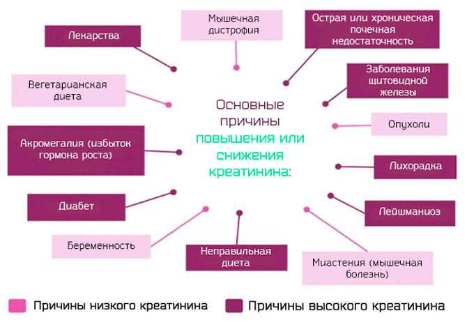 Почечный креатинин повышен. Причины повышения креатинина. Снижение креатинина причины. Повышение креатинина в крови причины. Повышение уровня креатинина причины.