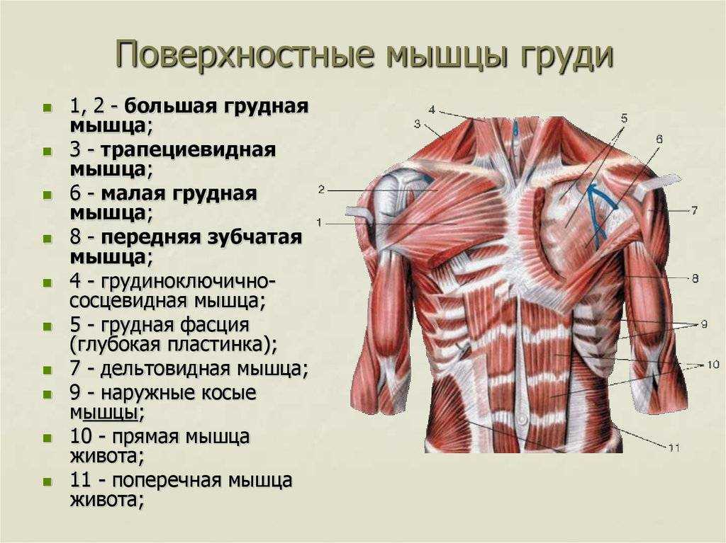 Анатомия мышц груди