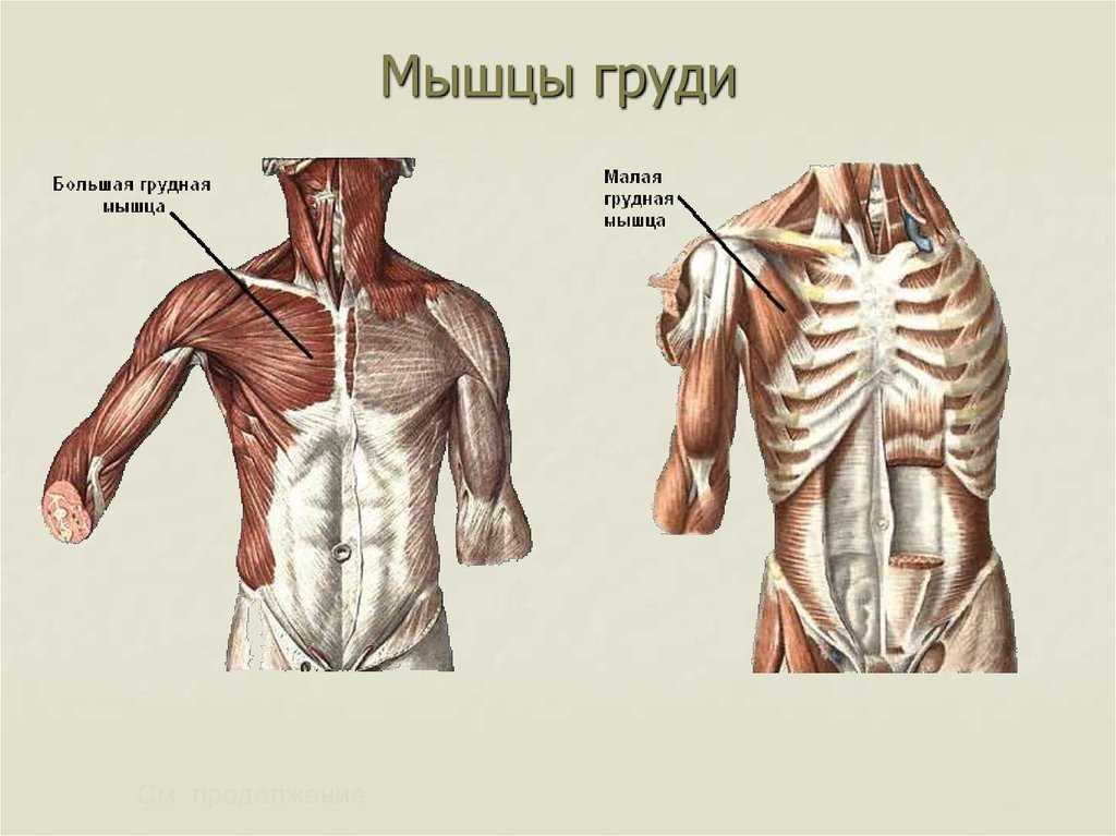 Мышцы груди анатомия картинки