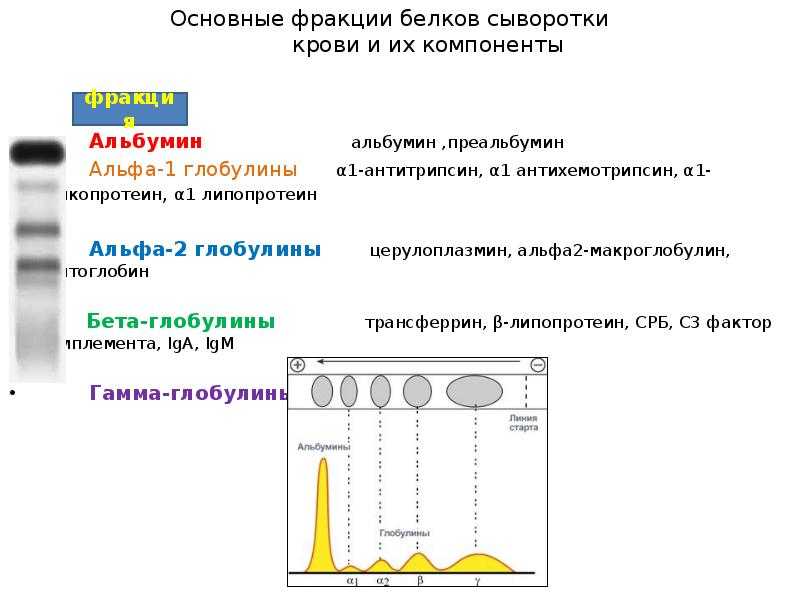 Биохимический анализ крови ребенка