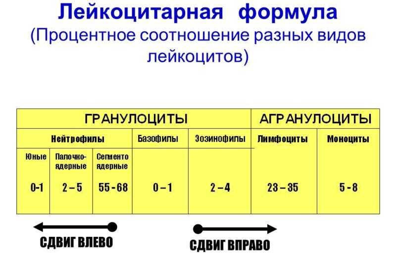 Повышенные лейкоциты в крови: причины у детей и взрослых