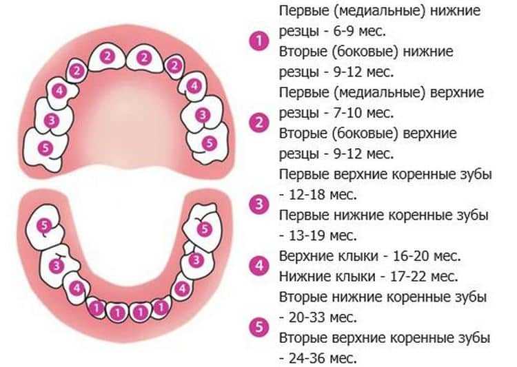Сопли у детей при прорезывании зубов, может ли быть насморк при прорезывании зубов у младенцев (грудничков), заложенность носа и чихание