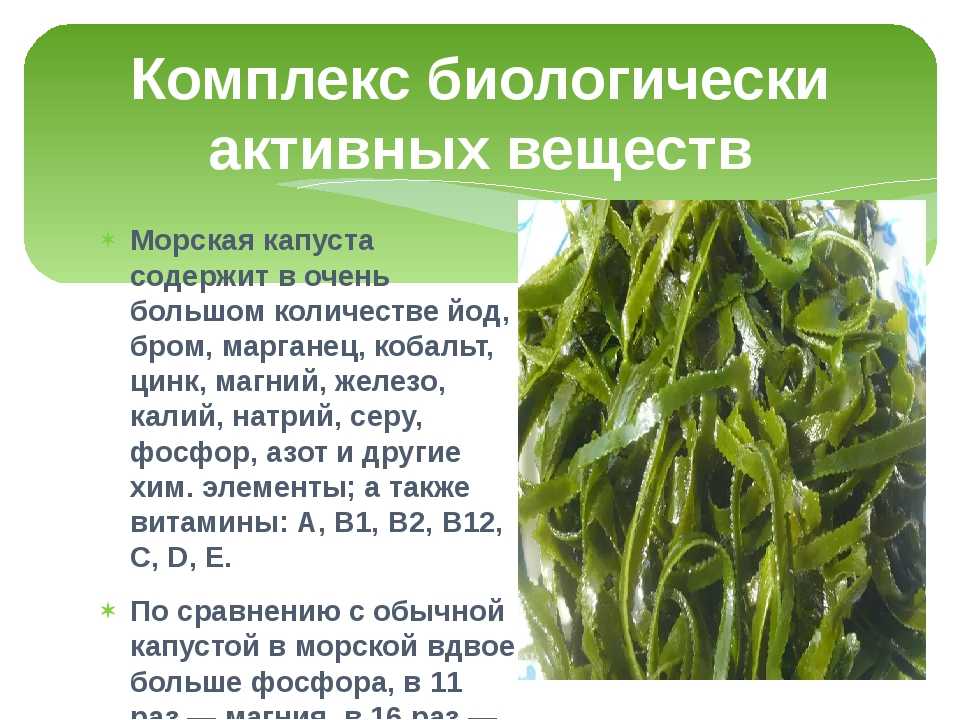 Морская капуста (ламинария) – польза и вред для организма