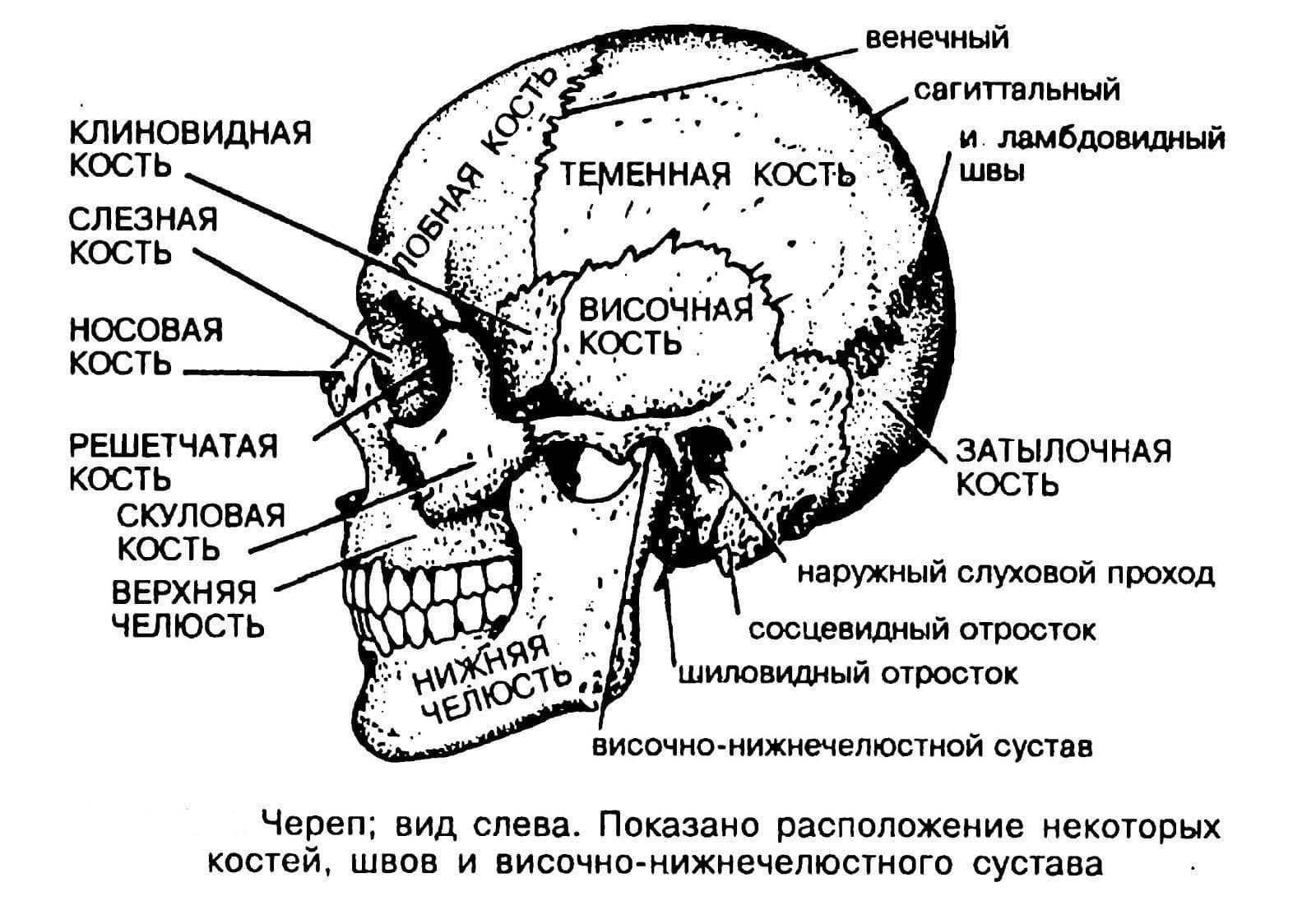 кости лицевого черепа строение картинки