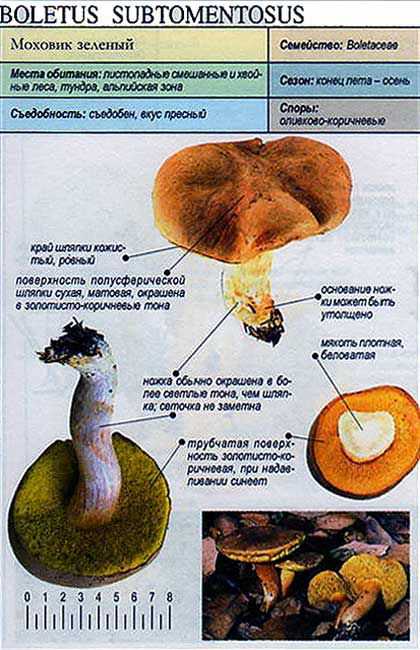 Сколько варить моховики?