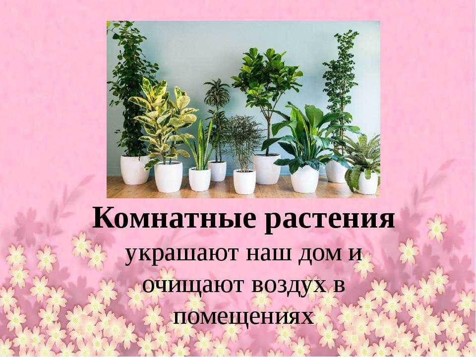Комнатные растения, которые очищают воздух — правда или миф