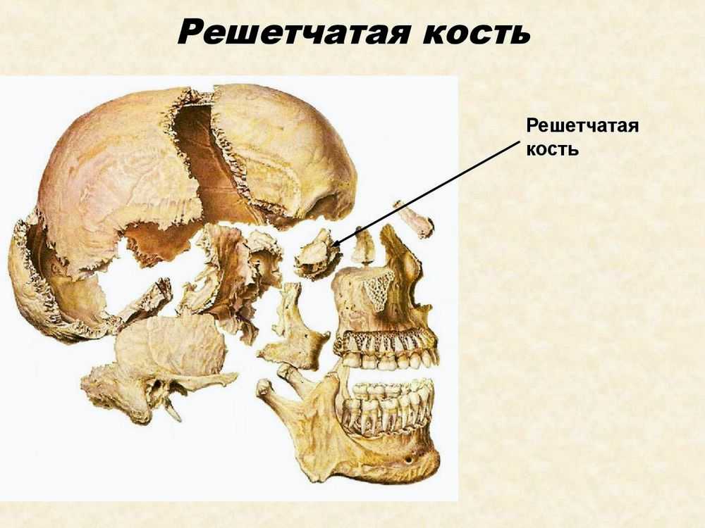 Решетчатая кость человека | анатомия решетчатой кости, строение, функции, картинки на eurolab