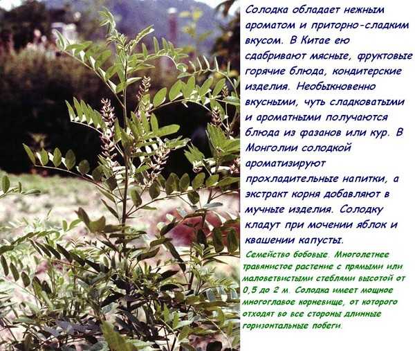 Финские страсти или невероятная чёрная лакрица