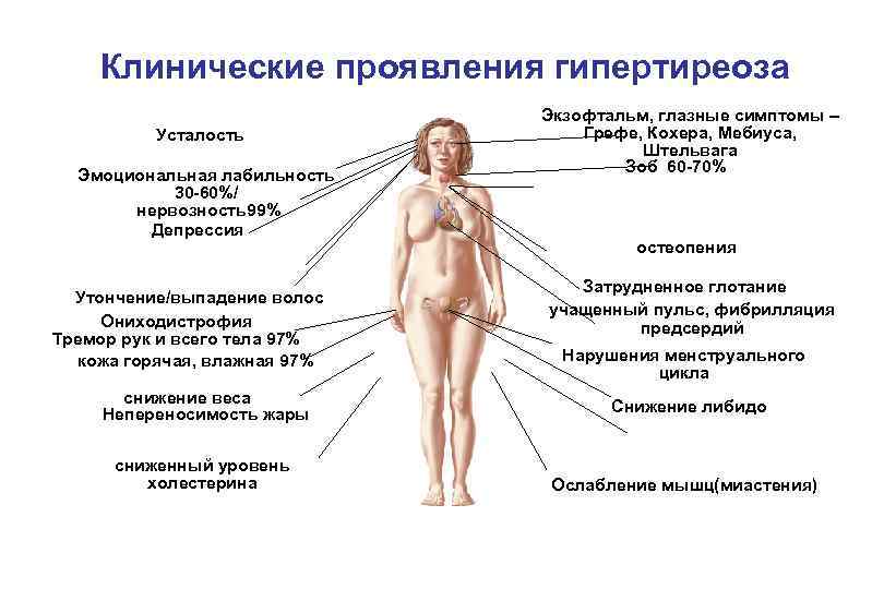 Антитела к рецепторам ттг (ат к рттг): показания, расшифровка