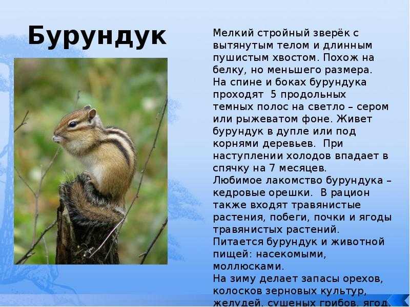Как ухаживать за бурундуками в домашних условиях?