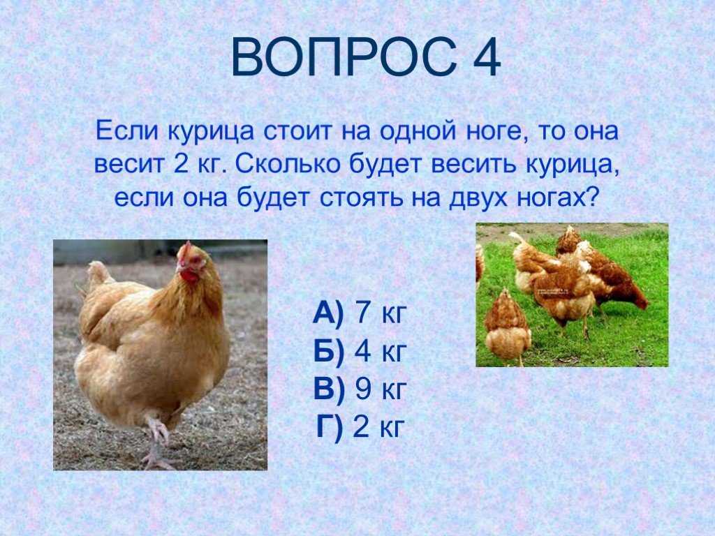 1 курица весит. Сколько весит курица. Курица на одной ноге. Сколько весит курица на одной ноге. Сколько весит одна курица.