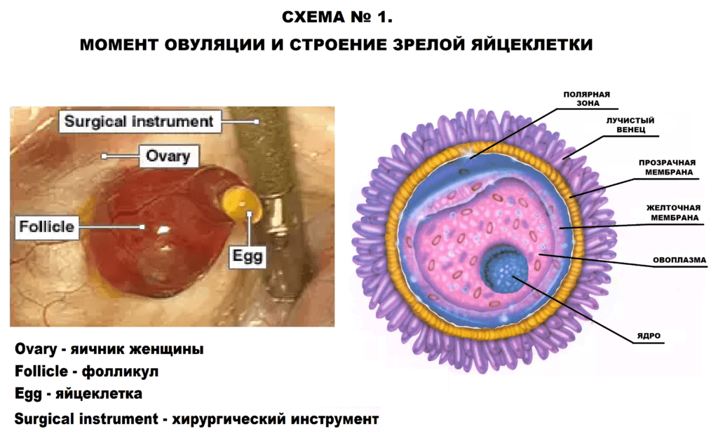 Фолликулометрия — овуляция на узи | университетская клиника