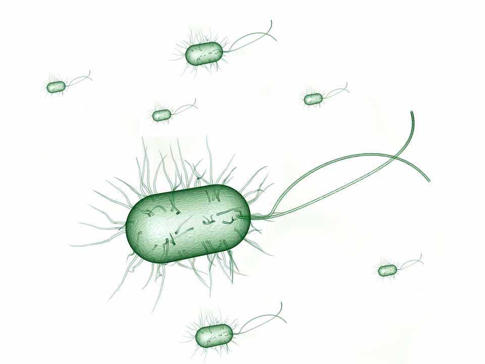 Бактерии e. coli