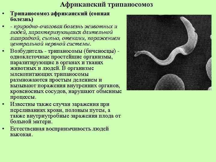 Перлина н. 				 |
						уроки по теме "типы плоские, круглые, кольчатые черви" | газета «биология» № 16/2000