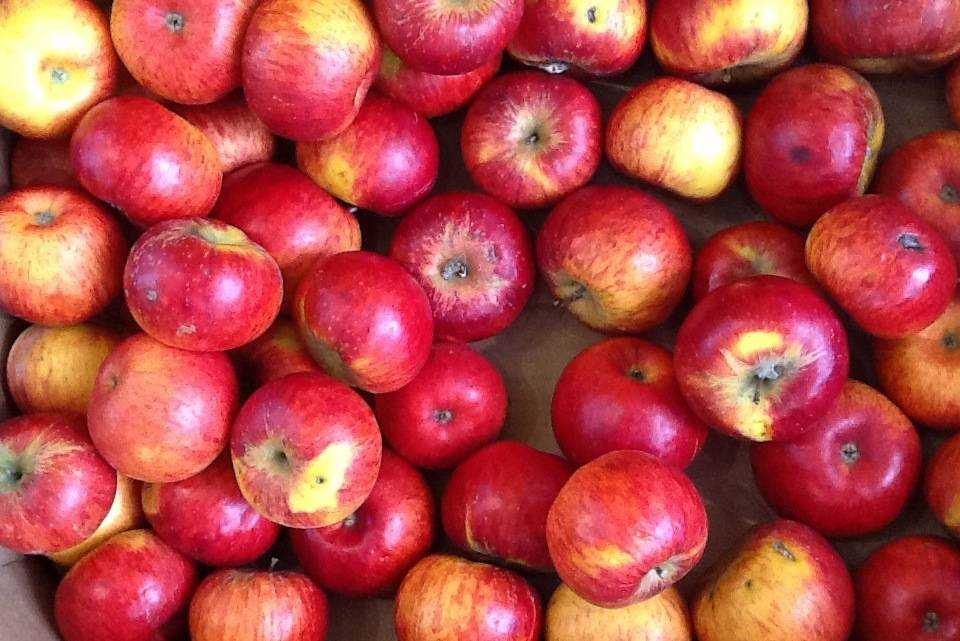 Красные яблоки при грудном вскармливании
