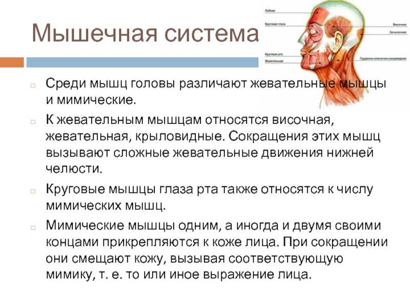 Где расположена подвздошная кость в организме человека — строение, причины болей и лечение переломов