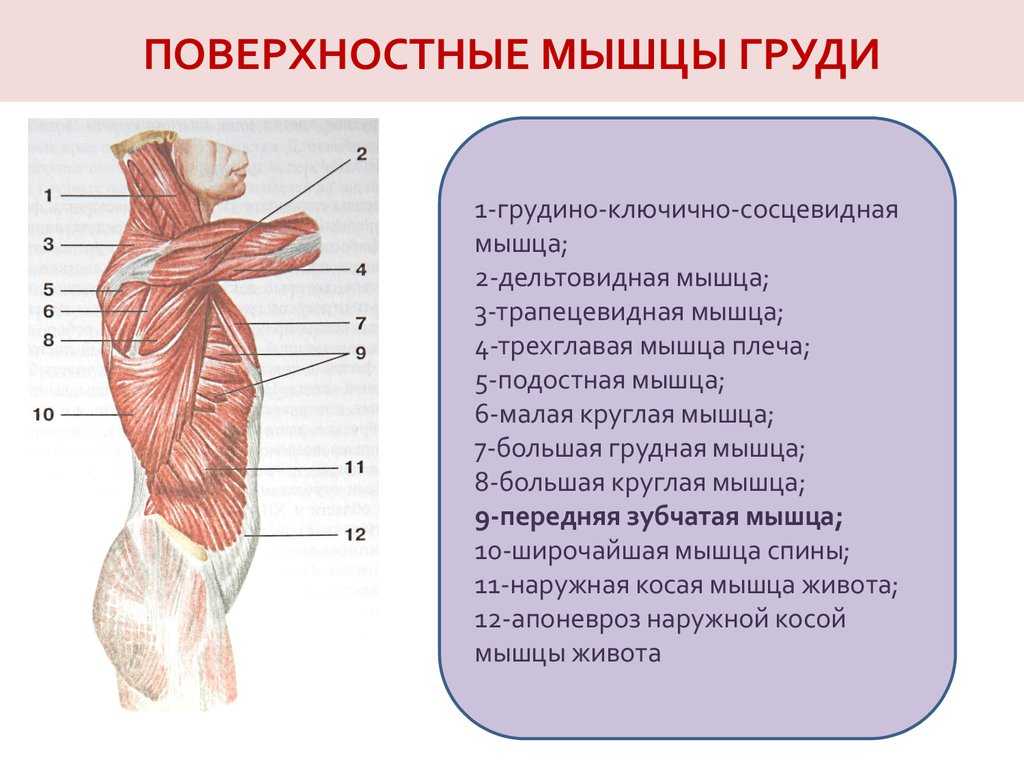 Анатомия: фасция груди.