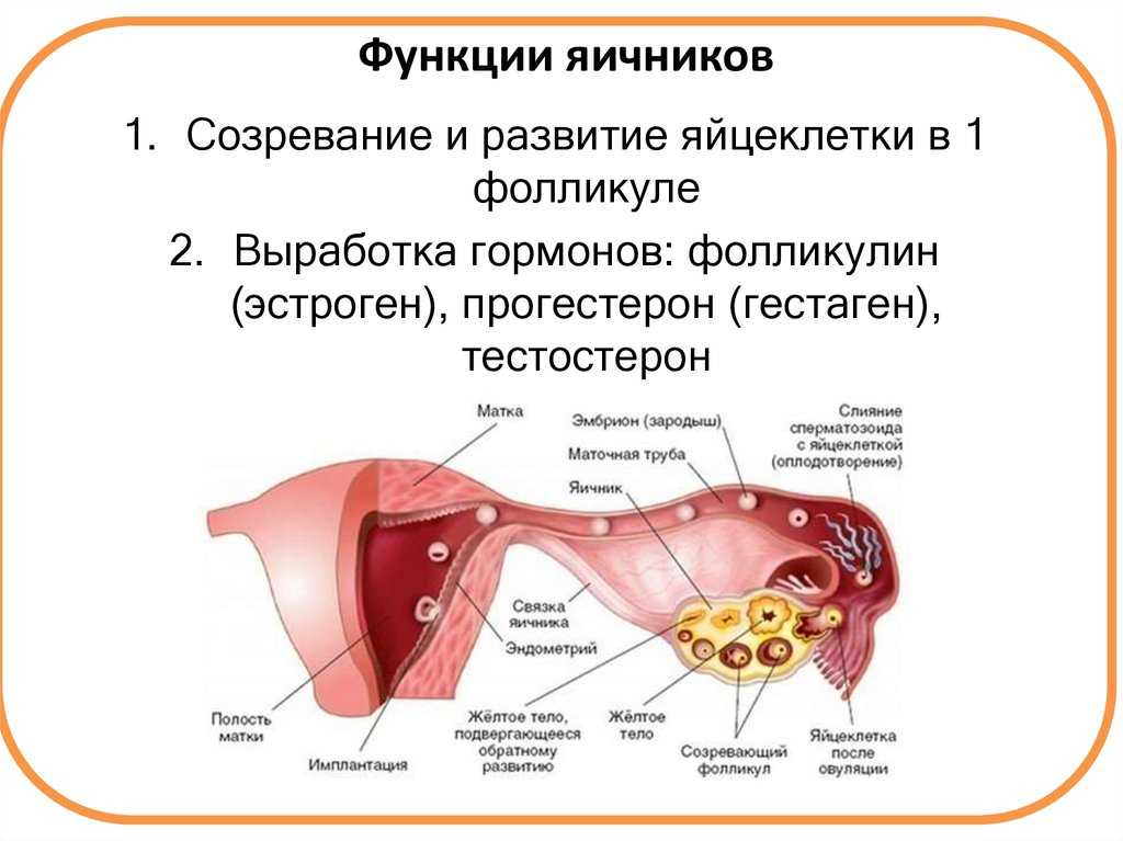 Овариальный резерв и фертильность. оценка резерва яйцеклеток. рекомендации для определения овариального резерва и репродуктивного потенциала женщины