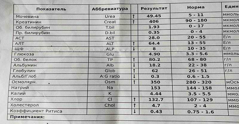 Повышенное содержание мочевины в крови: причины, нормы и решение проблемы