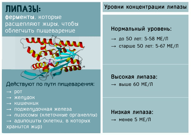 Липаза: норма в крови, отклонения – повышение и понижение уровня