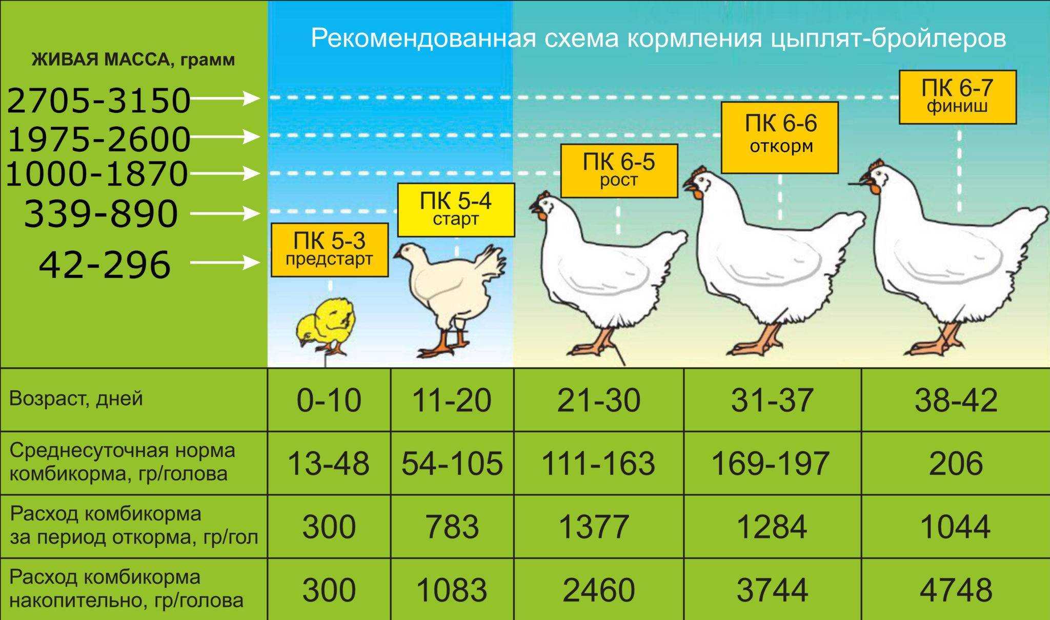 Таблица веса и роста бройлеров по дням, причины плохого набора веса