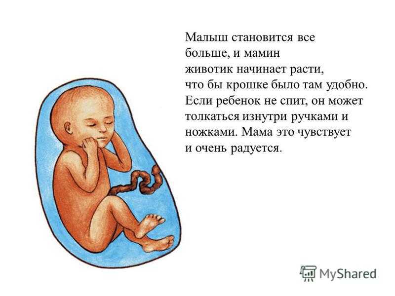 Что чувствует ребенок в утробе когда мама гладит живот - детская городская поликлиника №1 г. магнитогорска