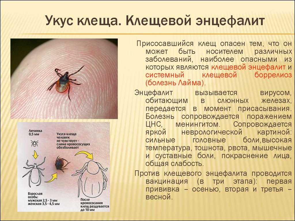 Боррелиоз. болезнь лайма. диагностика и лечение боррелиоза. в клинике «эхинацея» - медицинский центр «эхинацея»