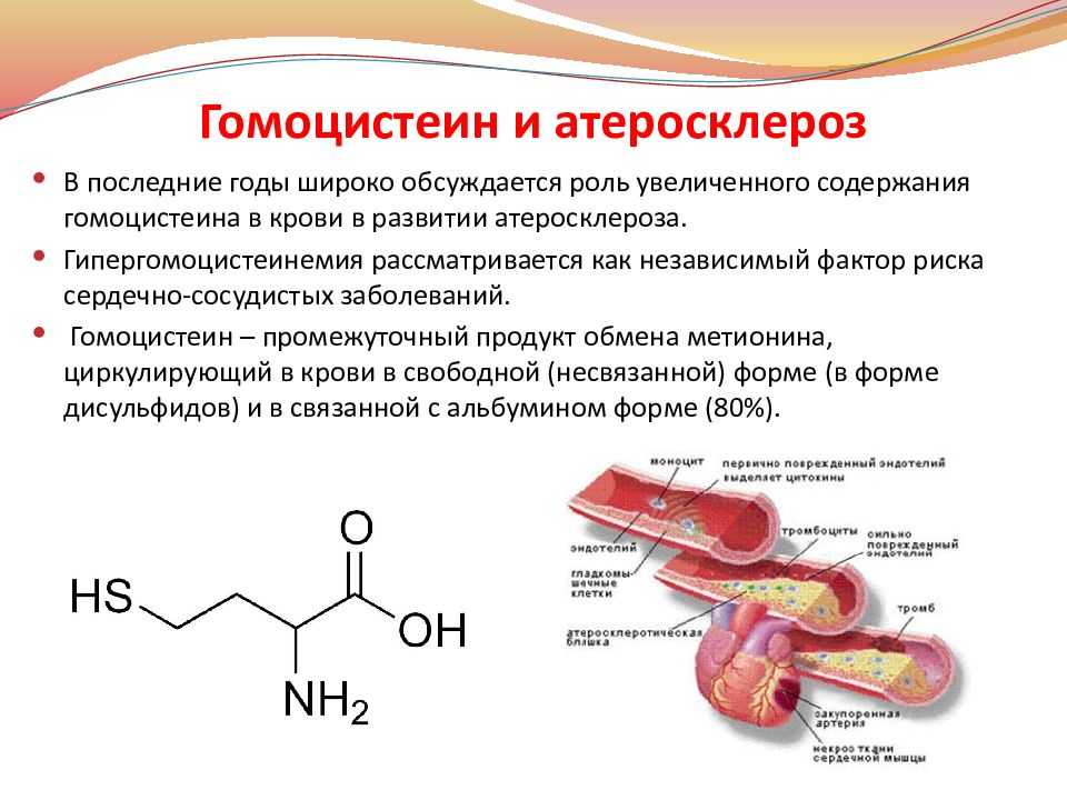 Гомоцистеин при беременности: нормы, причины повышений