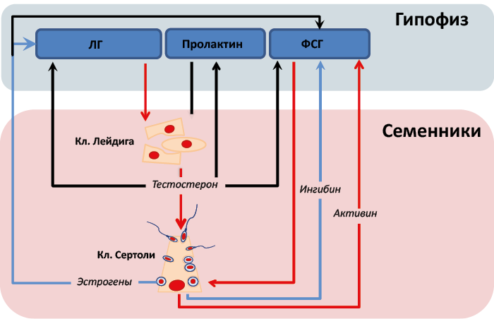 Гормоны лг фсг пролактин. Ингибин гормон. Влияние пролактина на ФСГ И ЛГ. Пролактин синтезируется в. Синтез пролактина.