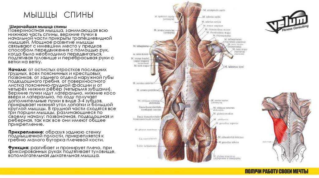 Широчайшая мышца спины. Широчайшая мышца спины анатомия атлас. Поверхностные мышцы спины анатомия трапециевидная. Поверхностные мышцы спины медунивер. Мышцы спины анатомия медунивер.