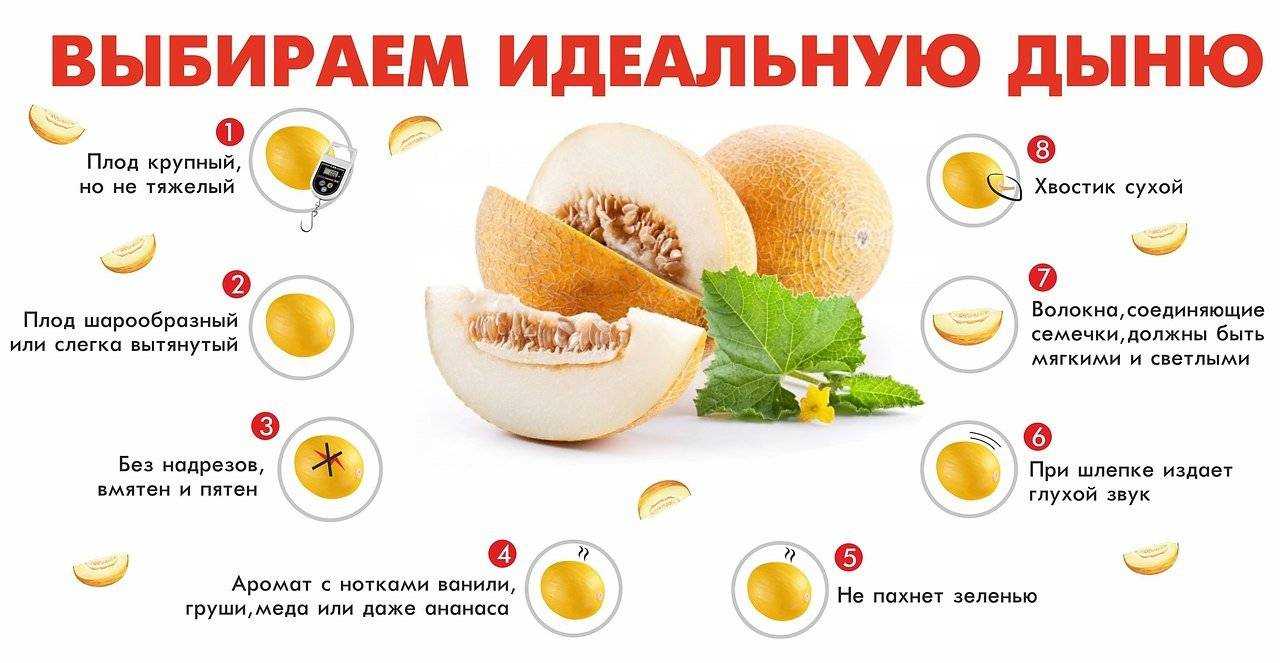 Как правильно есть дыню: до или после еды, детям, при беременности