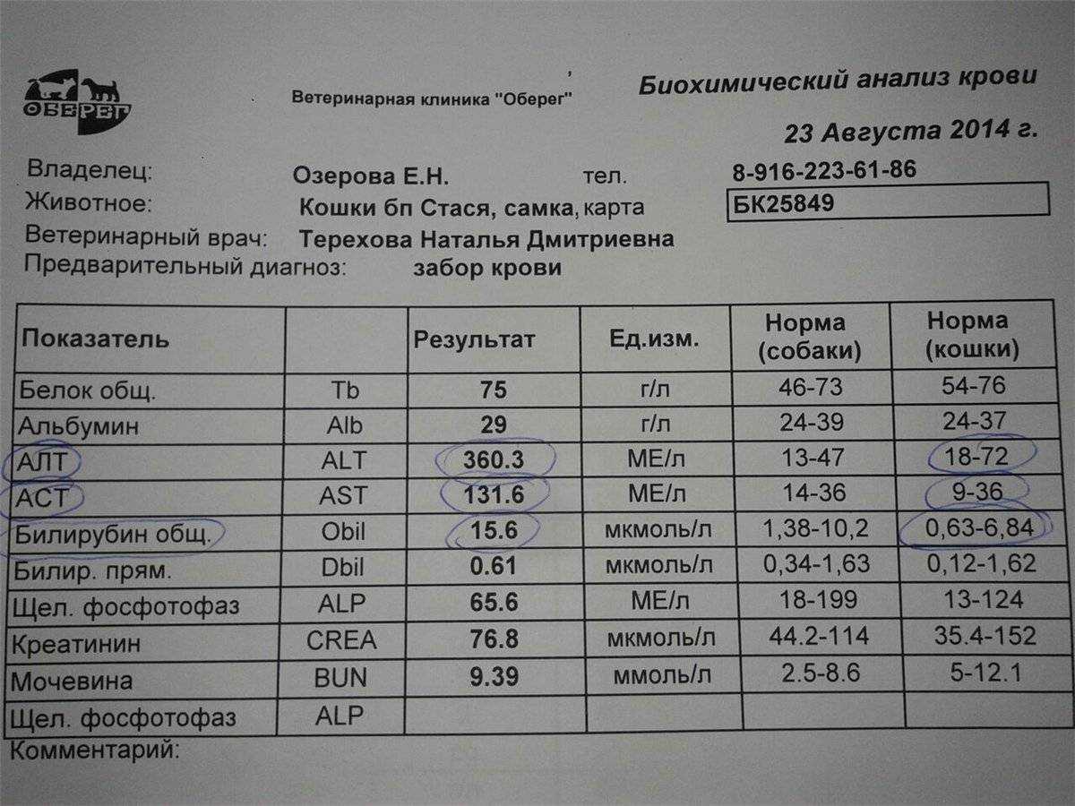 Отклонение в пределах нормы. Биохимический анализ крови показатели нормы алт. Норма анализа алт и АСТ У женщин. Биохимический анализ крови расшифровка алт норма. Алт норма АСТ норма.