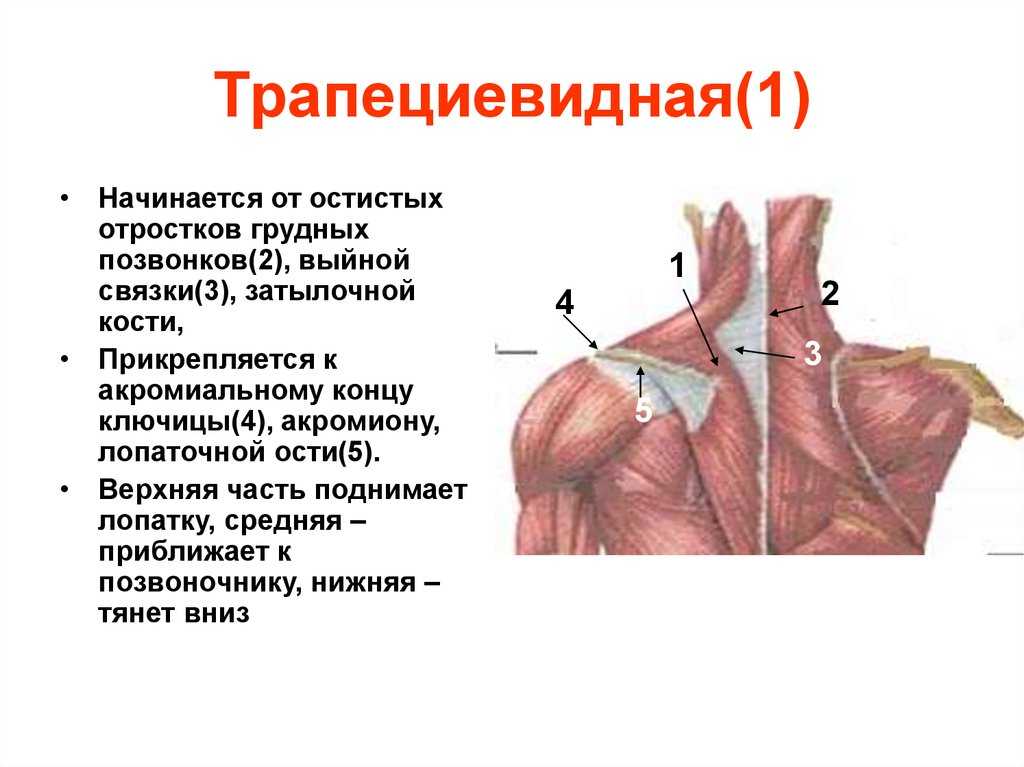 Трапециевидная мышца спины анатомия картинки