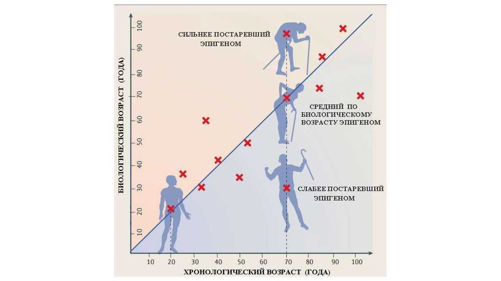Биологический возраст: как замедлить и 4 простых способа его определить - parents.ru | parents